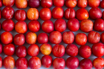 red and white cherry plum