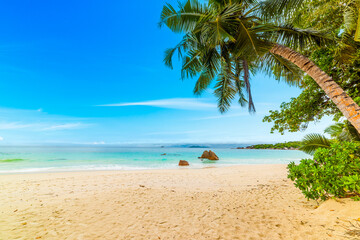 Tropical beach with palm trees and sand.