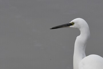 High-resolution photo of a bird sitting in its nest