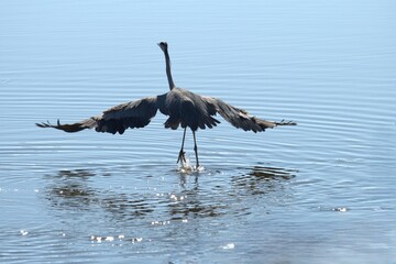 Seagull flying over the sea
High-resolution photo of a seagull in flight over the sea, capturing the bird's wings and motion against the coastal backround.