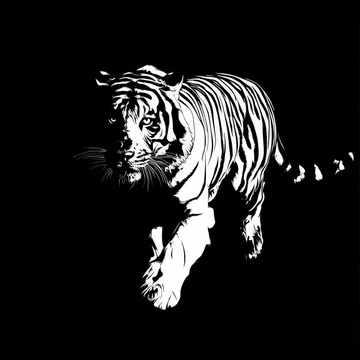 Gobo texture shadows prowling tiger in bold black and white
