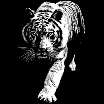 Gobo texture shadows stalking tiger form in strong contrast