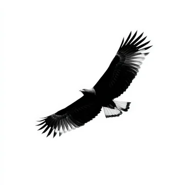 Gobo texture shadows majestic bird shape in stark black and white