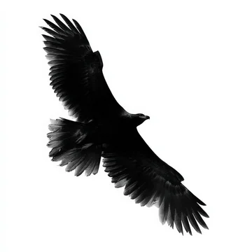 Gobo texture shadows bold eagle silhouette with wings spread