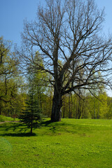 old tree in the park and green lawn