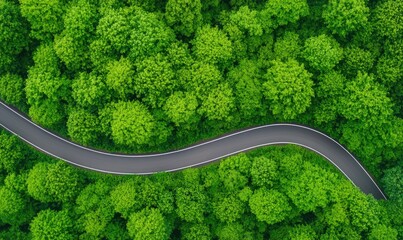 Winding road cutting through lush green treetop canopy, viewed from above, suggesting connection and nature's embrace in a calm scenic landscape