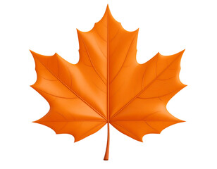 Obraz premium maple leaf isolated on white background