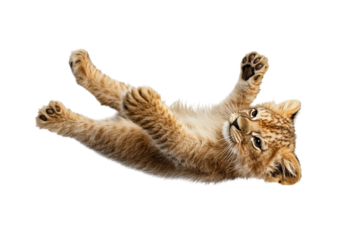 Adorable lion cub playing joyfully against a white background.