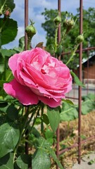 A rose with dense, multi-layered petals of a rich pink color, with visible green buds preparing to bloom.