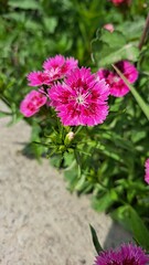 A vibrant Turkish carnation flower with deep pink and purple petals, adorned with white veins and fringed edges.