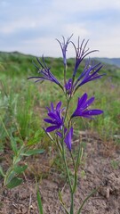 Camassia, an ornamental and wild bulbous plant of the Liliaceae family, found in meadows, steppes and foothills.
