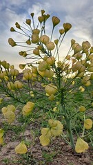 A wild steppe plant with yellow bracts that resemble small lanterns or bubbles.