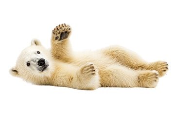 A playful polar bear cub relaxing on its back in a playful pose.