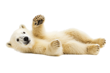 A playful polar bear cub relaxing on its back in a playful pose.