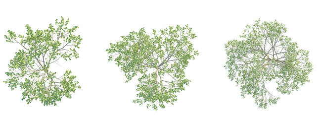 Amelanchier canadensis Tree plan top view cutout transparent background