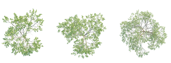 Amelanchier canadensis Tree plan top view cutout transparent background