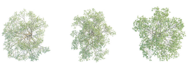 Amelanchier canadensis Tree plan top view cutout isolate on white background
