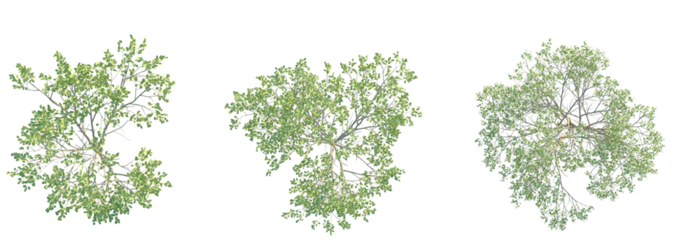 Amelanchier canadensis Tree plan top view cutout transparent background