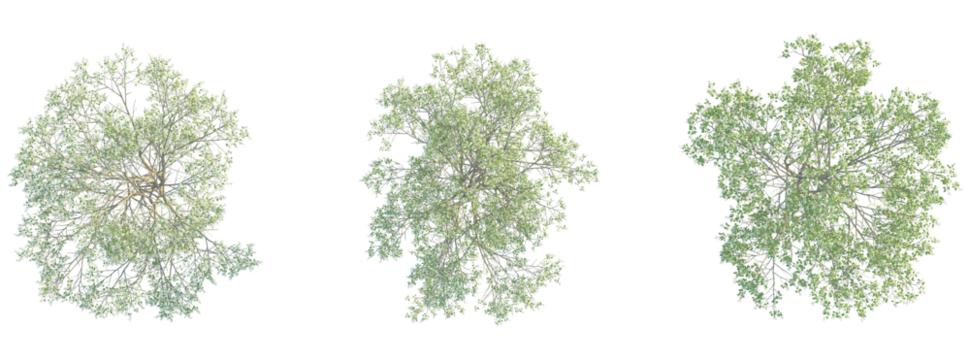 Amelanchier canadensis Tree plan top view cutout isolate on white background