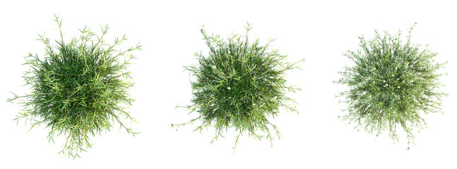 Arenaria verna Tree plan top view cutout transparent background