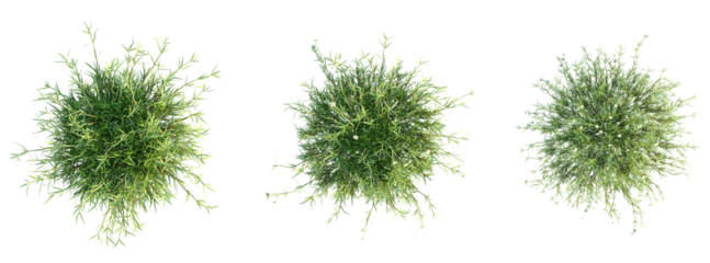 Arenaria verna Tree plan top view cutout transparent background