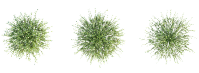 Arenaria verna Tree plan top view cutout isolate on white background