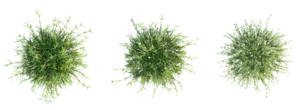 Arenaria verna Tree plan top view cutout transparent background - Powered by Adobe