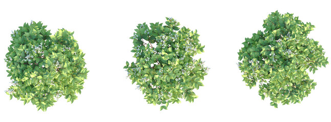 Deutzia crenata Nikko Tree plan top view cutout transparent background