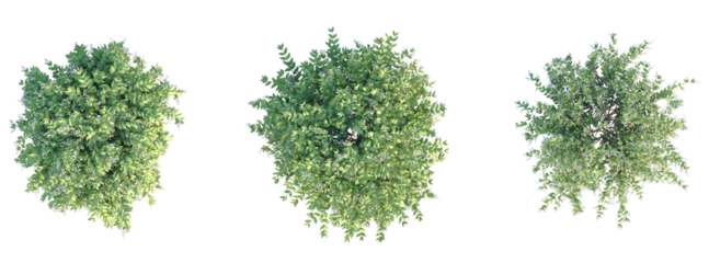 Deutzia gracilis Tree plan top view cutout isolate on white background