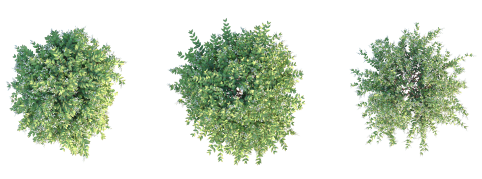 Deutzia gracilis Tree plan top view cutout isolate on white background