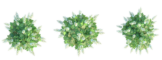 Hydrangea quercifolia Alice Tree plan top view cutout transparent background