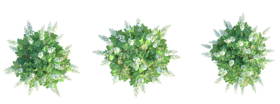 Hydrangea quercifolia Alice Tree plan top view cutout transparent background
