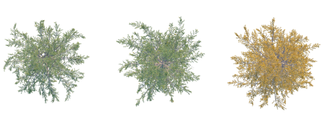 Larix occidentalis Tree plan top view cutout transparent background