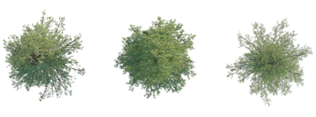 Pinus ponderosa Tree plan top view 4k cutout transparent