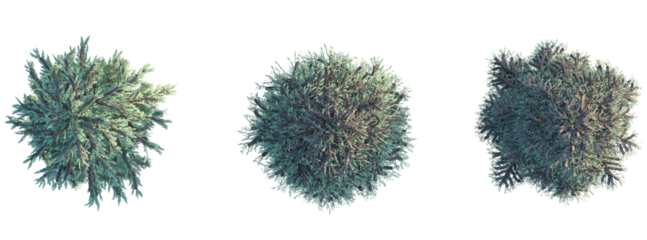 Tsuga canadensis Tree plan top view cutout isolate on white background