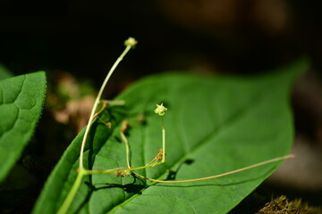 Euonymus sachalinensis (Hoe-namu) flower, valued for ornamental beauty and traditional use in circulation-boosting remedies. Photographed in Korea.