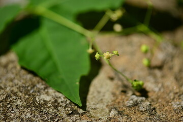 Close-up of Euonymus sachalinensis (Hoe-namu) flower, a Korean native plant traditionally used for improving circulation. Photographed in Korea.