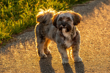 portrait of a dog