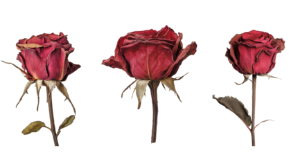 Dried red rose collection, isolated background. Vintage dried roses arrangement PNG.