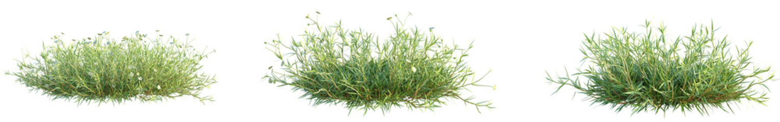 Arenaria verna Tree cutout transparent background