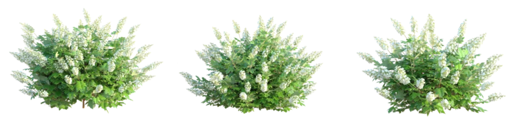 Fotobehang Hydrangea Hydrangea quercifolia Alice Tree cutout isolate on white background  © DH Tree Stock