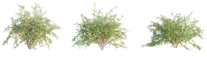 Obraz premium Kolkwitzia amabilis Tree cutout transparent background