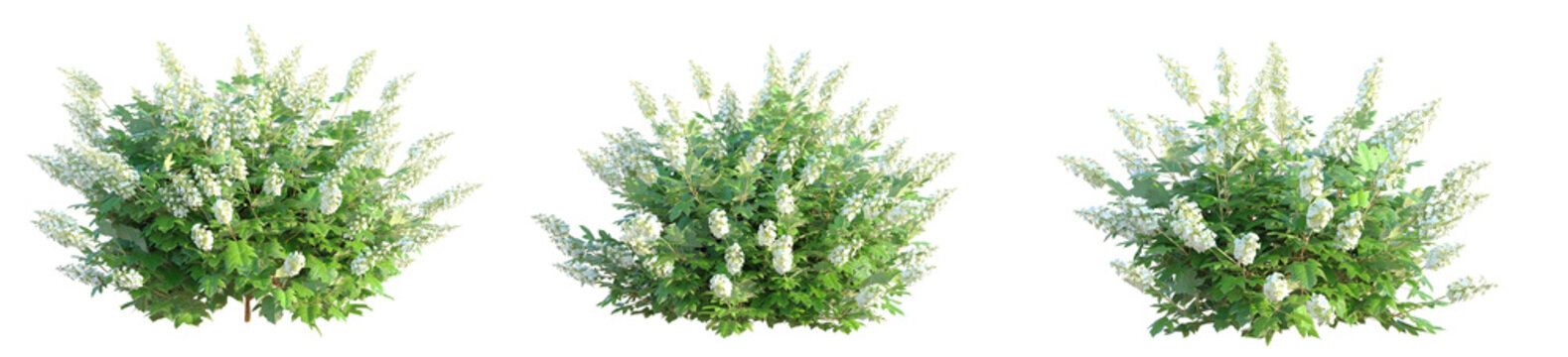 Hydrangea quercifolia Alice Tree cutout isolate on white background