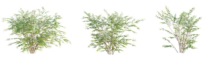 Philadelphus coronarius Tree cutout transparent background