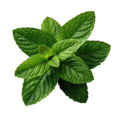 Fresh green mint leaves isolated on transparent background