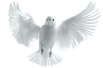 Fototapeta premium Majestic white bird soaring with outstretched wings against a clean background.