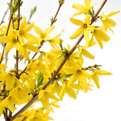 Bright forsythia yellow flowers in full bloom with delicate petals.