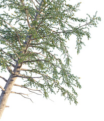 Larix occidentalis tree corner cutout transparent