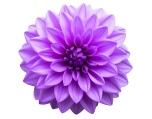 dahlia flower isolated on white background