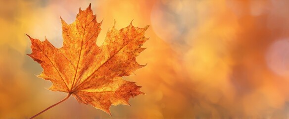 Fototapeta premium The Maple Leaf in Golden Autumn Sunlight with Bokeh Background and Warm Tones